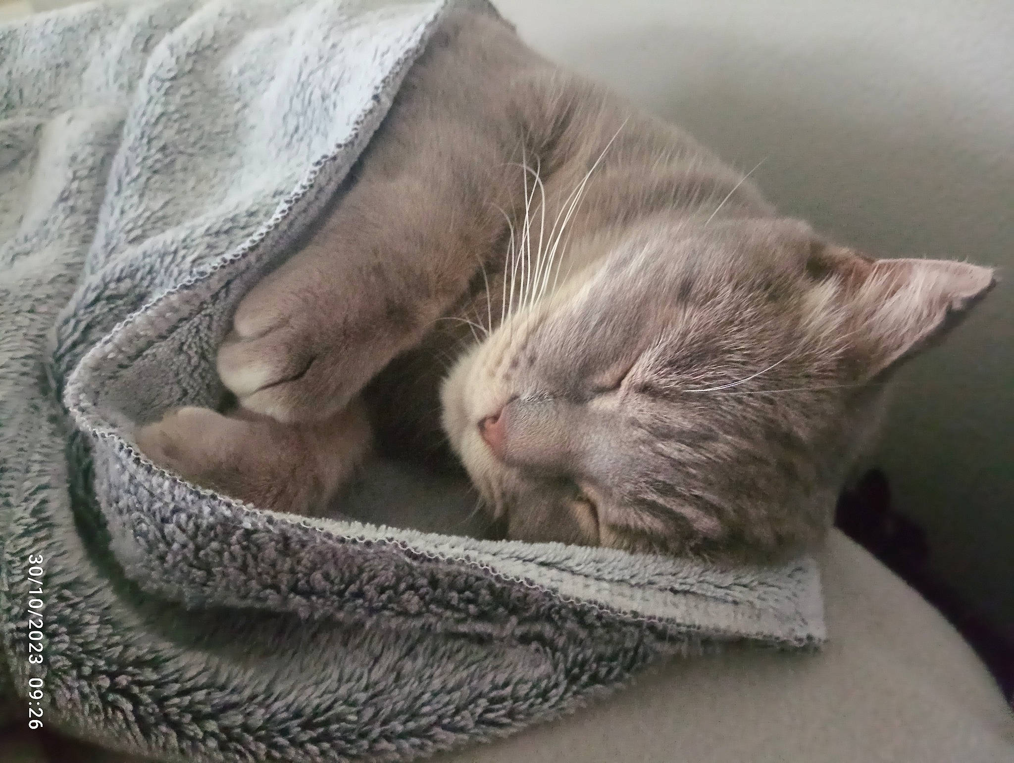 Tigresse participe au concours pour gagner de l'argent avec cette photo : carnivore, cat, cat_supply, claw, close_up, comfort, domestic_short_haired_cat, ear, fawn, felidae, fur, grey, linens, nap, paw, sleep, small_to_medium_sized_cats, snout, whiskers, wrinkle