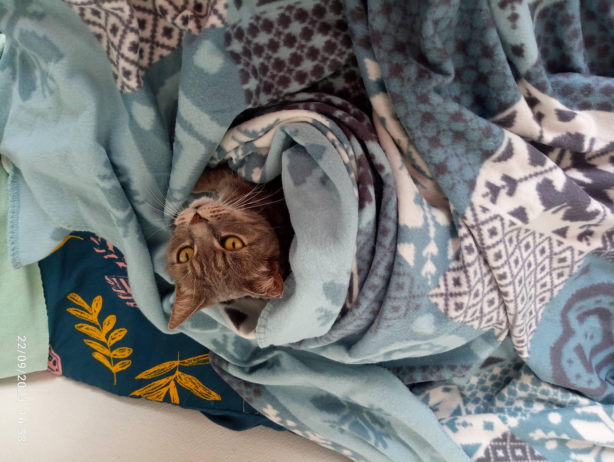 Tigresse a rejoint le concours — aidez-le/la à gagner de superbes lots ! carnivore, cat, collar, comfort, fashion_accessory, feather, felidae, fur, grey, linens, paper, paper_product, pattern, plant, sleeve, small_to_medium_sized_cats, t_shirt, top, whiskers