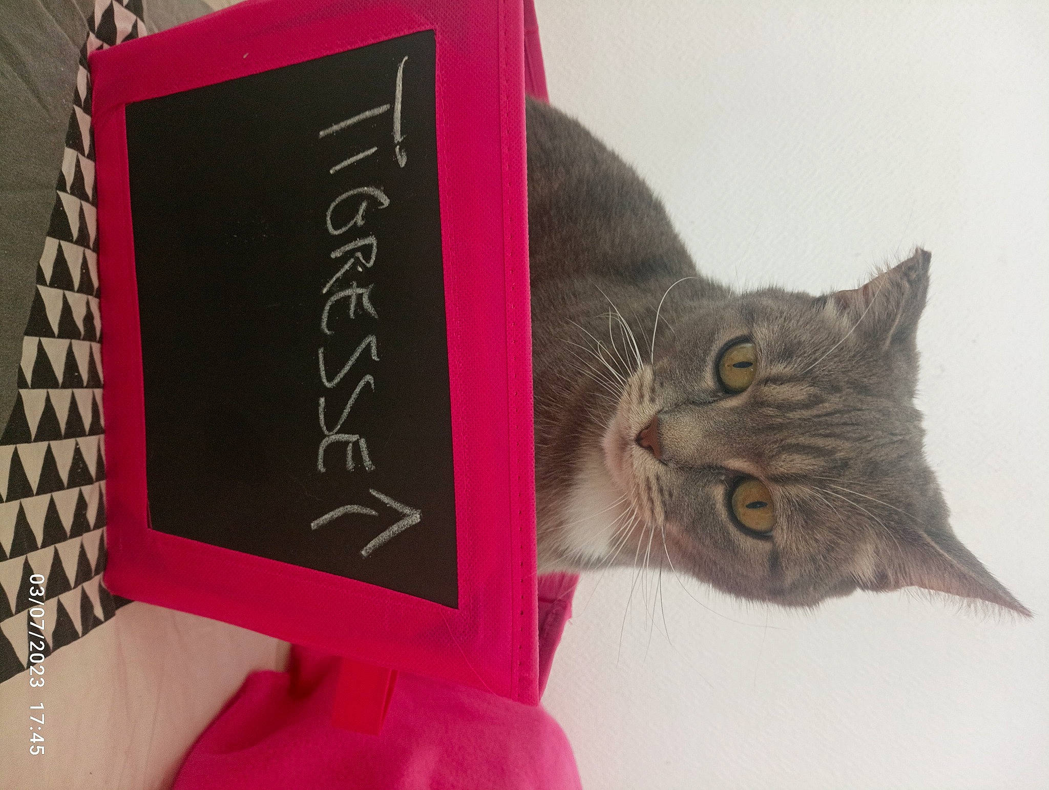 Tigresse participe au concours pour gagner de l'argent avec cette photo : carnivore, cat, domestic_short_haired_cat, felidae, font, fur, handwriting, magenta, paper, paper_product, photo_caption, plant, rectangle, room, small_to_medium_sized_cats, snout, tail, tree, visual_arts, whiskers