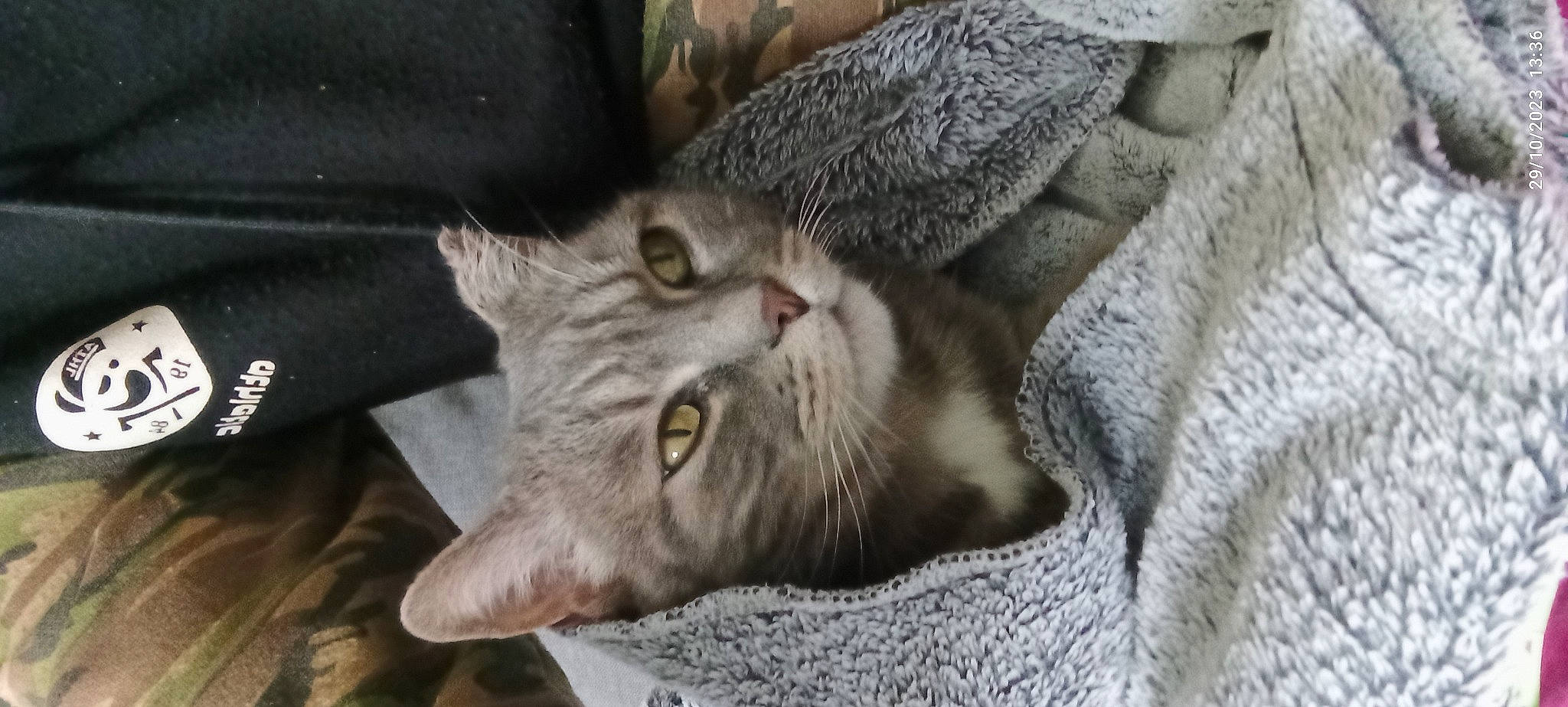 Tigresse a rejoint le concours — aidez-le/la à gagner de superbes lots ! carnivore, cat, comfort, domestic_short_haired_cat, felidae, fur, grey, plant, small_to_medium_sized_cats, whiskers