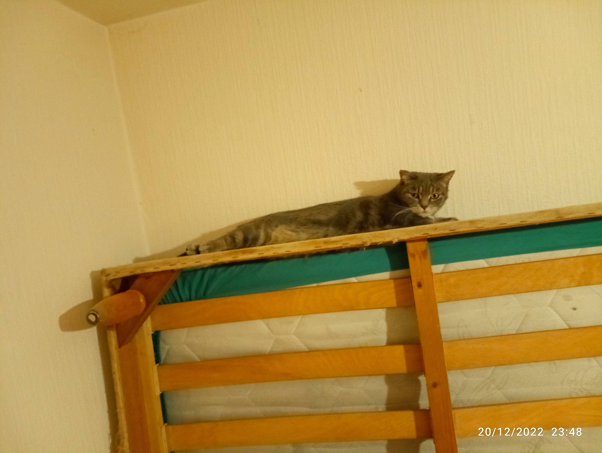 Tigresse participe au concours pour gagner de l'argent avec cette photo : baluster, carnivore, cat, cat_supply, comfort, domestic_short_haired_cat, felidae, flooring, fur, guard_rail, handrail, hardwood, plywood, rectangle, room, small_to_medium_sized_cats, tail, whiskers, wood, wood_stain
