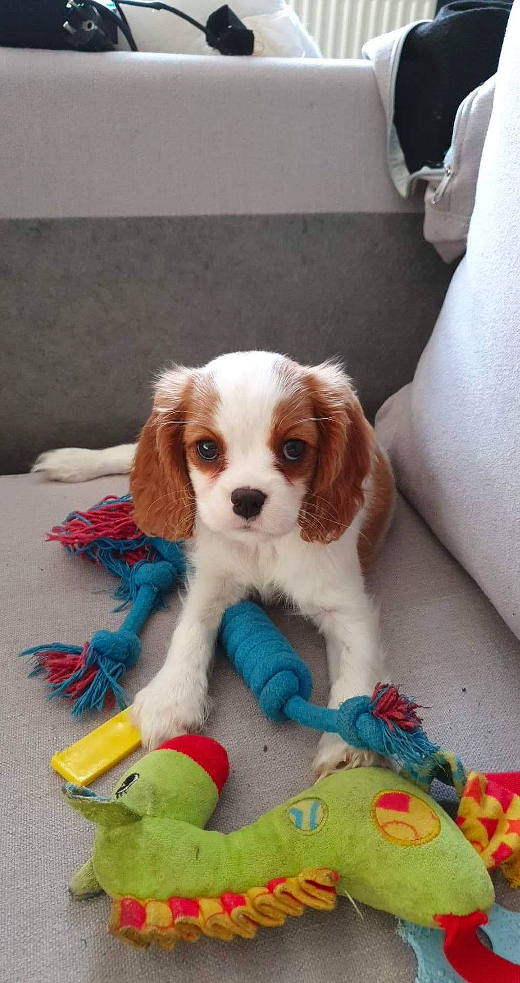 Jessy a rejoint le concours — aidez-le/la à gagner de superbes lots ! canidae, carnivore, cavalier_king_charles_spaniel, comfort, companion_dog, dog, dog_breed, dog_supply, fawn, fur, liver, snout, spaniel, sporting_group, toy, toy_dog, working_animal