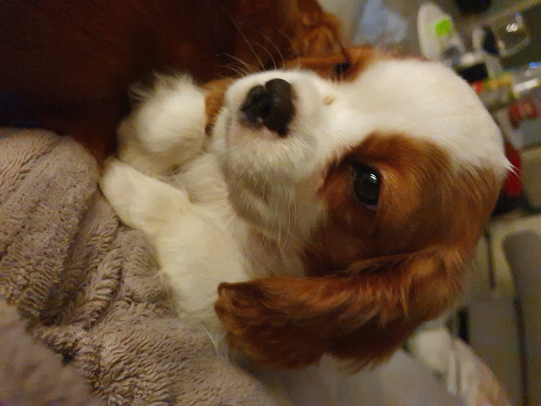 Jessy participe au concours pour gagner de l'argent avec cette photo : brown, canidae, carnivore, companion_dog, dog, dog_breed, fawn, fur, liver, puppy, snout, sporting_group, whiskers, working_animal