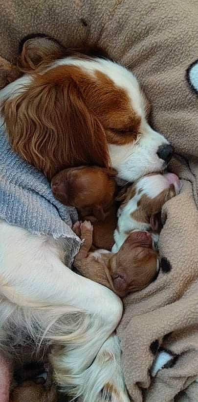 Jessy a rejoint le concours — aidez-le/la à gagner de superbes lots ! bored, canidae, carnivore, cavalier_king_charles_spaniel, comfort, companion_dog, dog, dog_breed, fawn, fur, irish_red_and_white_setter, king_charles_spaniel, liver, nap, sleep, snout, spaniel, sporting_group, terrestrial_animal, whiskers