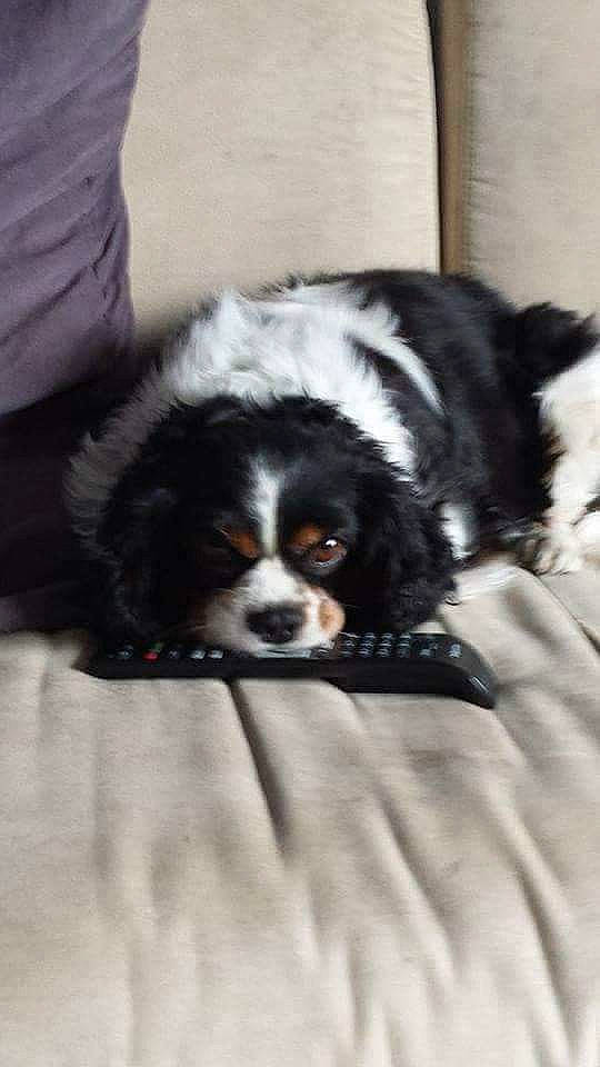 Neyo a rejoint le concours — aidez-le/la à gagner de superbes lots ! bernese_mountain_dog, canidae, carnivore, cavalier_king_charles_spaniel, cavapoo, companion_dog, dog, dog_breed, king_charles_spaniel, mammal, phalene, puppy, rare_breed_dog, snout, spaniel, sporting_group, toy_dog, vertebrate