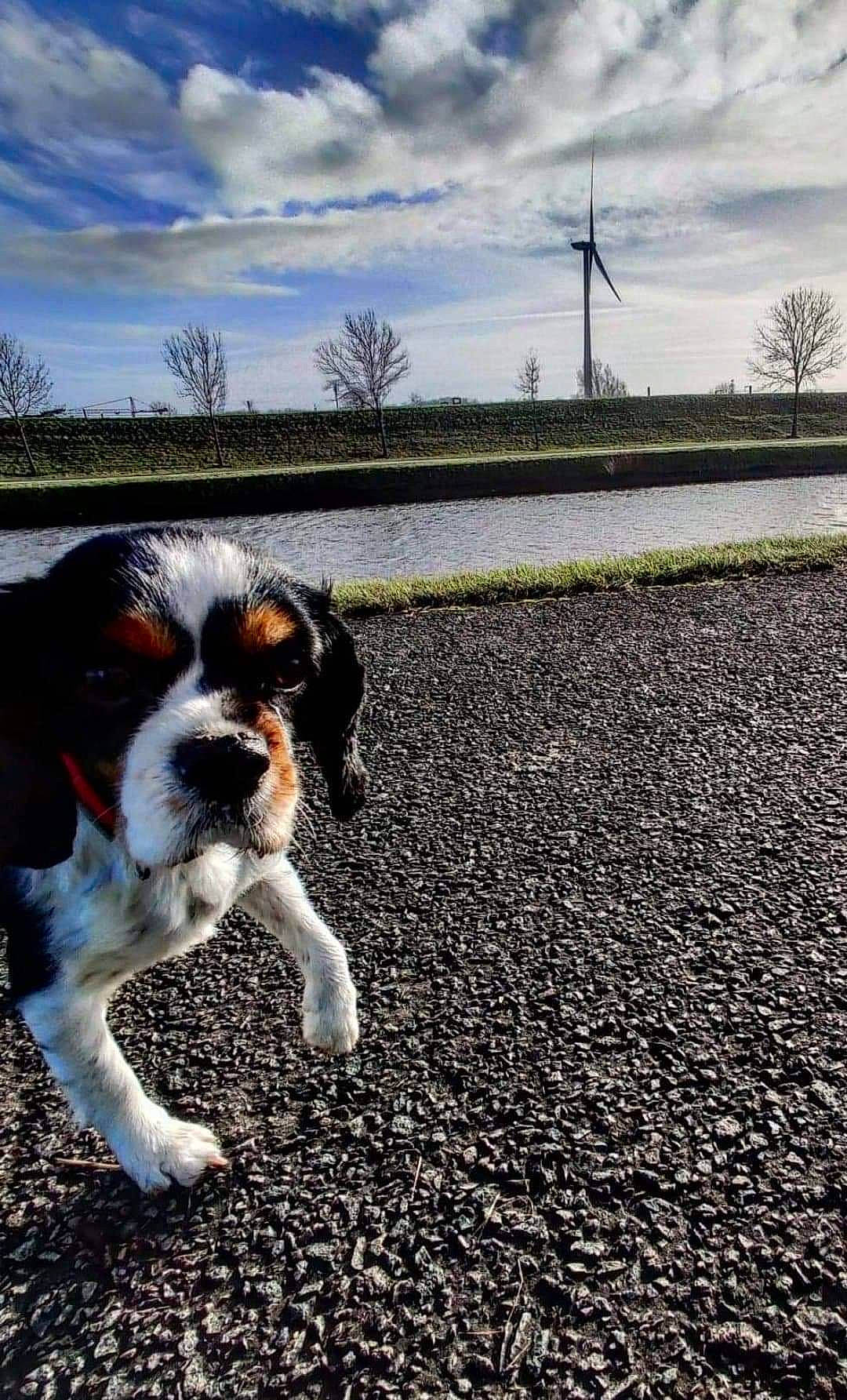 Neyo participe au concours pour gagner de l'argent avec cette photo : canidae, carnivore, cavalier_king_charles_spaniel, companion_dog, dog, dog_breed, king_charles_spaniel, mammal, puppy, rare_breed_dog, snout, spaniel, sporting_group, toy_dog