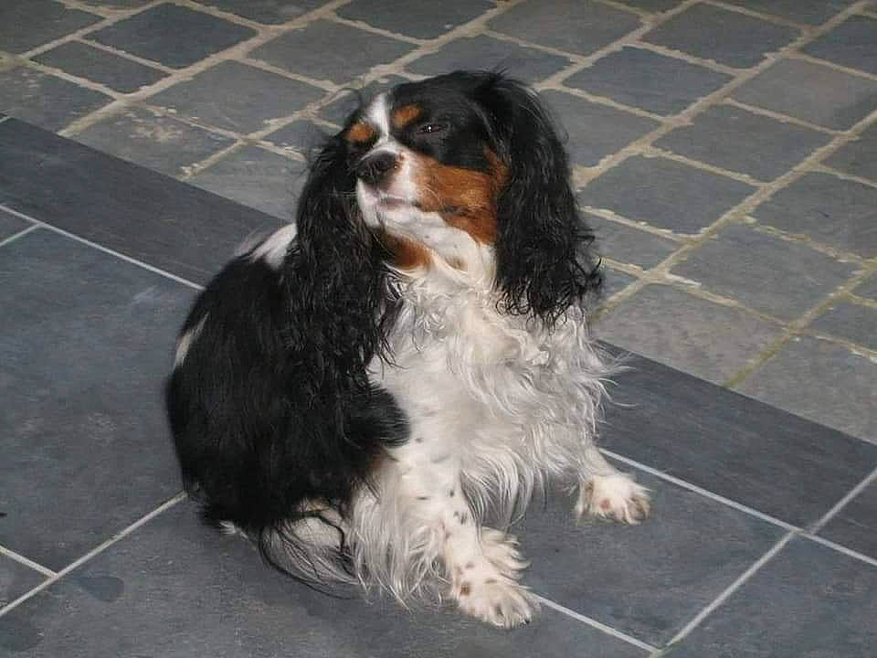 Neyo participe au concours pour gagner de l'argent avec cette photo : canidae, carnivore, cavalier, cavalier_king_charles_spaniel, cocker_spaniel, companion_dog, dog, dog_breed, english_cocker_spaniel, french_spaniel, king_charles_spaniel, mammal, rare_breed_dog, russian_spaniel, snout, spaniel, sporting_group, vertebrate