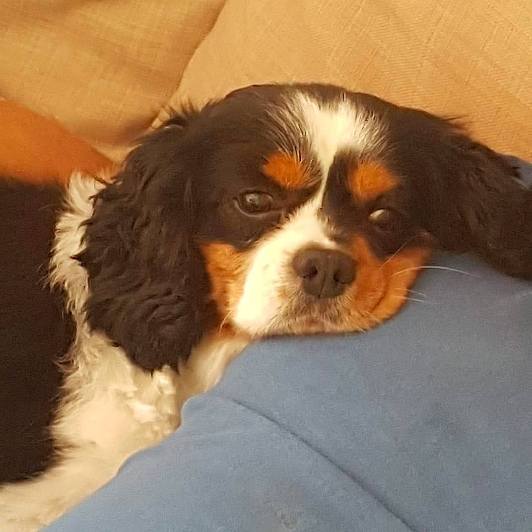 Neyo a rejoint le concours — aidez-le/la à gagner de superbes lots ! beaglier, canidae, carnivore, cavalier, cavalier_king_charles_spaniel, companion_dog, dog, dog_breed, french_spaniel, king_charles_spaniel, mammal, phalene, puppy, puppy_love, rare_breed_dog, snout, spaniel, sporting_group, toy_dog, vertebrate