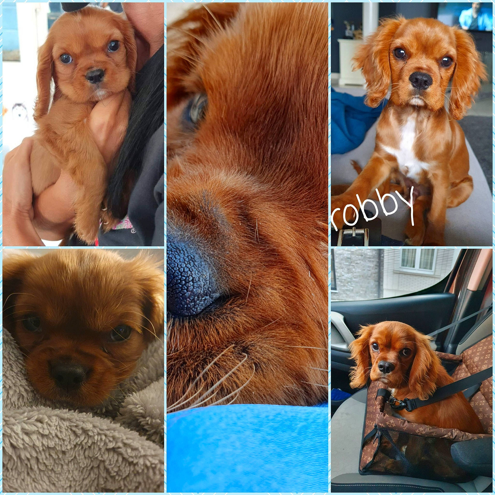 Robby a rejoint le concours — aidez-le/la à gagner de superbes lots ! carnivore, collage, companion_dog, dog, dog_breed, ear, eye, facial_expression, fawn, head, liver, mammal, nose, organism, photograph, snout, sporting_group, vertebrate, whiskers, working_animal