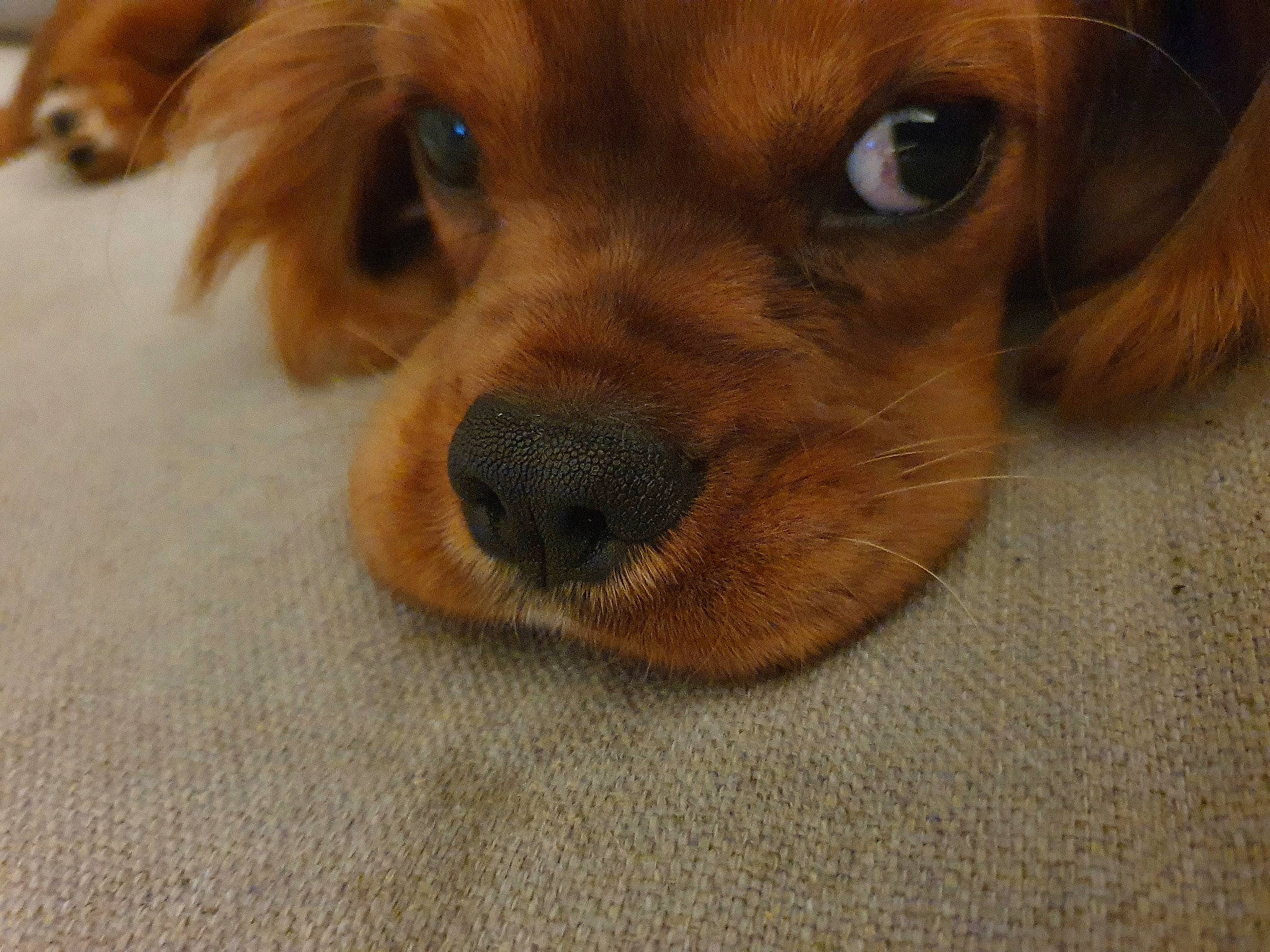 Robby participe au concours pour gagner de l'argent avec cette photo : canidae, caramel_color, carnivore, cavalier_king_charles_spaniel, cavapoo, companion_dog, dog, dog_breed, eye, king_charles_spaniel, mammal, nose, puppy, rare_breed_dog, snout, spaniel, sporting_group, tibetan_spaniel, vertebrate, whiskers