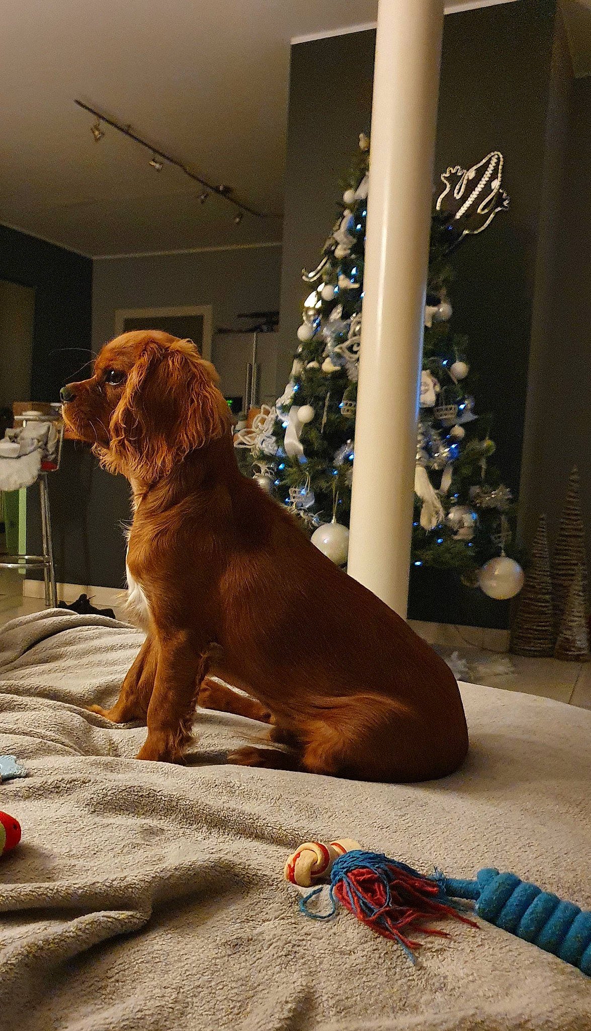 Robby participe au concours pour gagner de l'argent avec cette photo : canidae, carnivore, companion_dog, dog, dog_breed, english_cocker_spaniel, fawn, irish_setter, liver, mammal, setter, spaniel, sporting_group