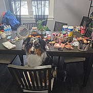 Boomer joined the competition — help win amazing prizes! dog, chair, table, makeup, brushes, plants, water_bottles, window, curtains, clothing, mirror, container, cosmetics, indoor, floor, pet, furniture, black_fur, blue_eyes, household_items