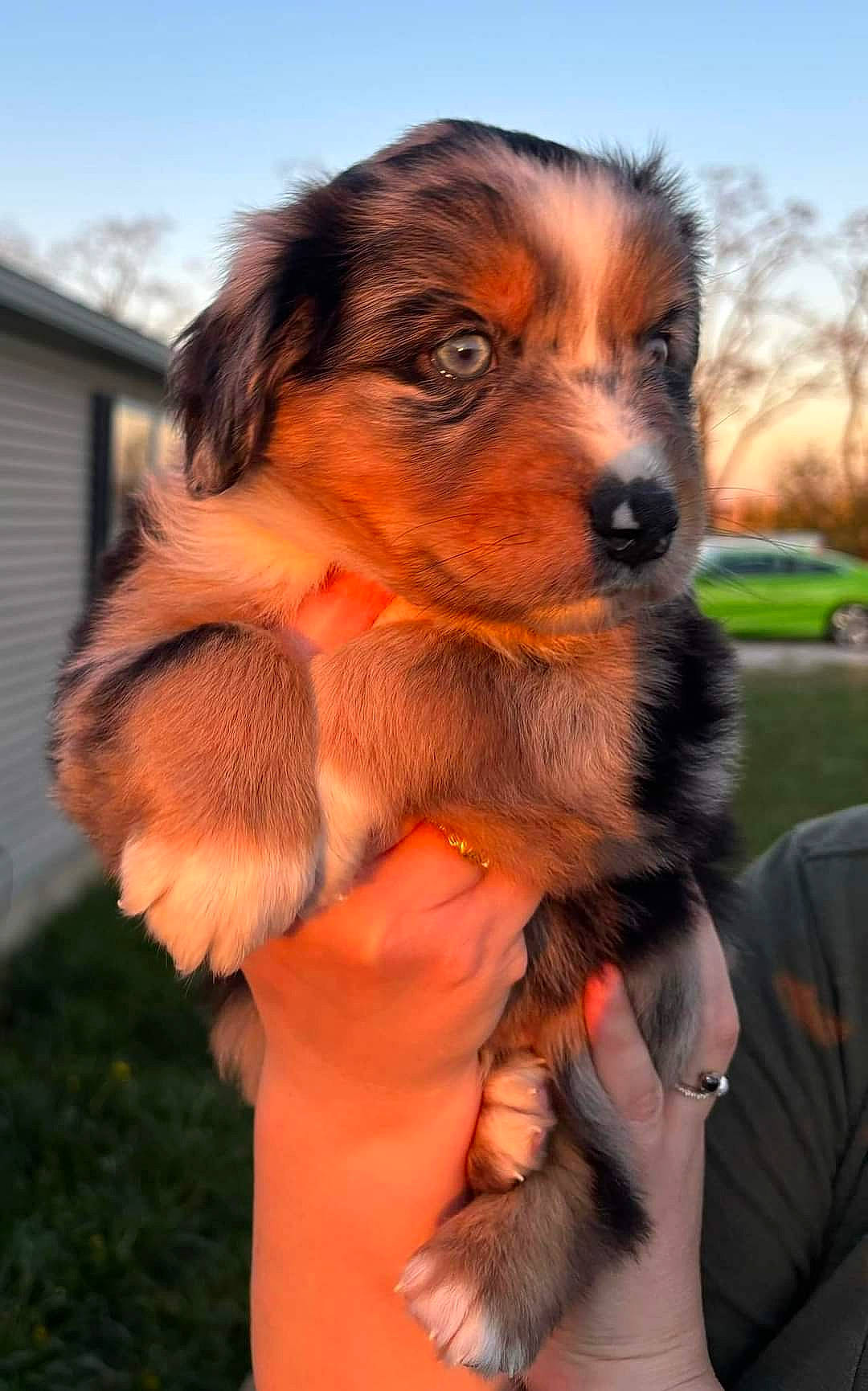 Boomer joined the competition — help win amazing prizes! canidae, carnivore, companion_dog, dog, dog_breed, fawn, fur, grass, liver, personal_protective_equipment, plant, sky, snout, sporting_group, tree, working_dog