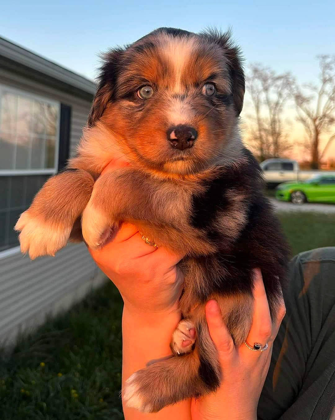 Boomer is registered to the contest to win money with this photo: canidae, carnivore, companion_dog, dog, dog_breed, fawn, fur, gesture, grass, happy, plant, puppy, rottweiler, sky, snout, sporting_group, window, working_dog