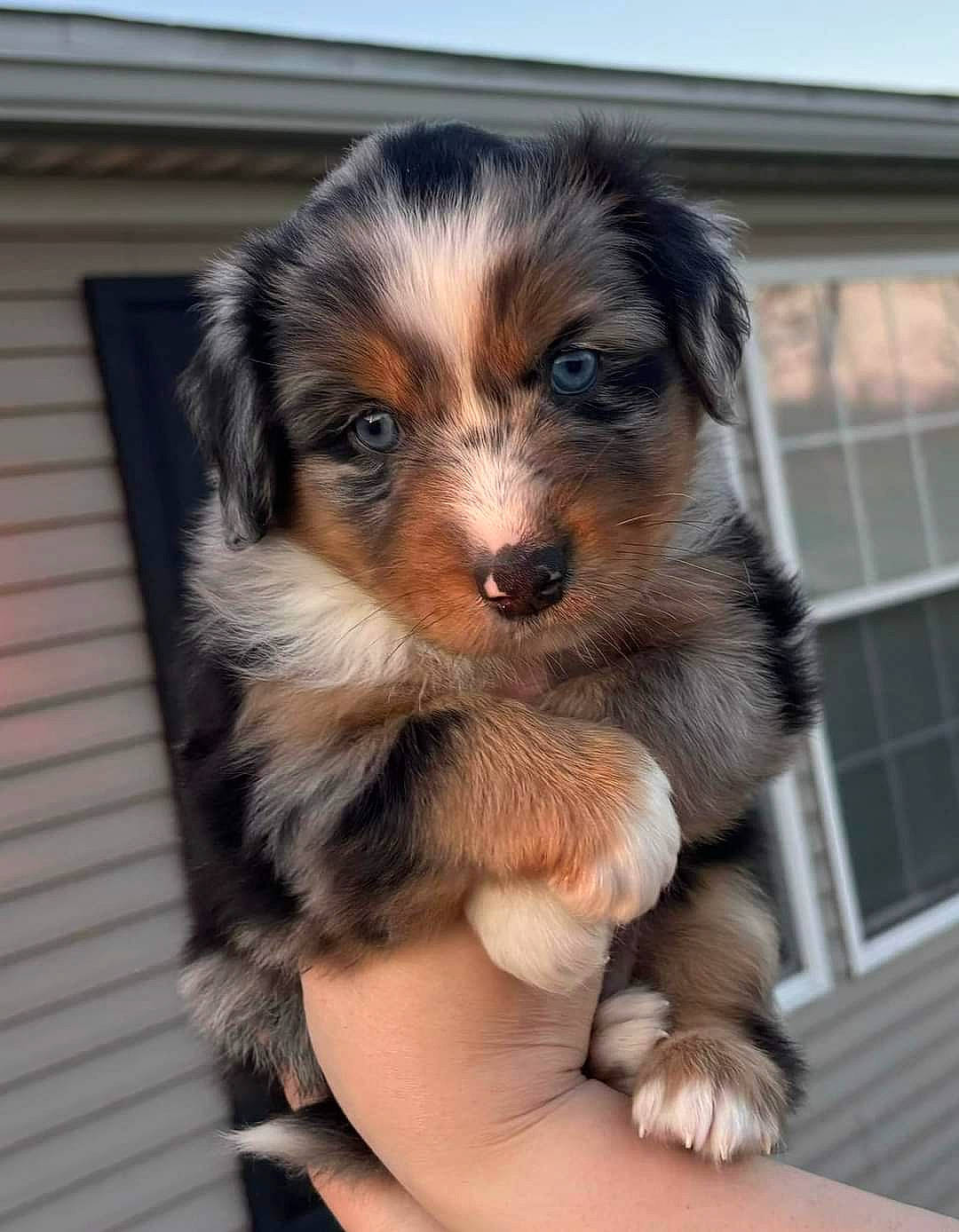 Boomer is registered to the contest to win money with this photo: canidae, carnivore, clock, companion_dog, dog, dog_breed, fur, puppy, snout, sporting_group, terrestrial_animal, window, working_dog