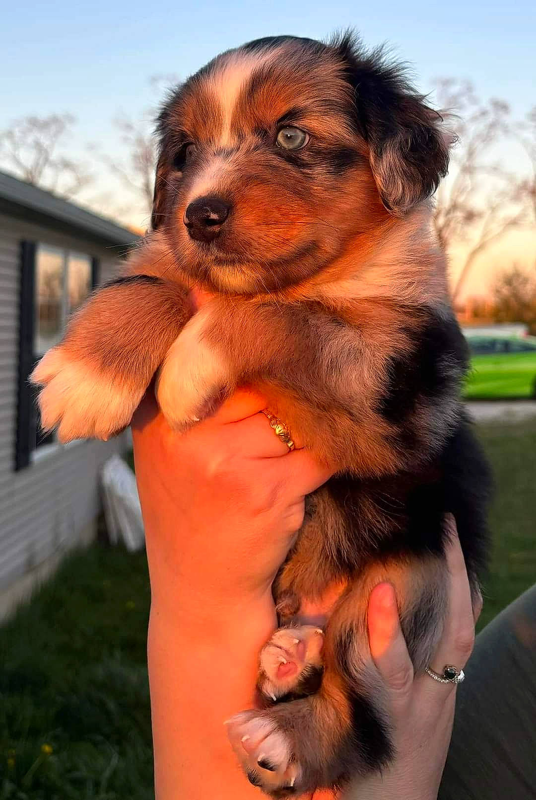 Boomer joined the competition — help win amazing prizes! canidae, carnivore, companion_dog, dog, dog_breed, eyewear, fawn, fur, grass, happy, liver, paw, plant, sky, snout, sporting_group, terrestrial_animal, tree, whiskers, window