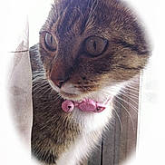 Princess Aspen is registered to the contest to win money with this photo: