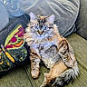 animal, blue_eyes, butterfly, cat, comfort, couch, cozy, domestic, ear, feline, fluffy, fur, indoor, mammal, pet, pillow, relaxed, seated, tail, whiskers