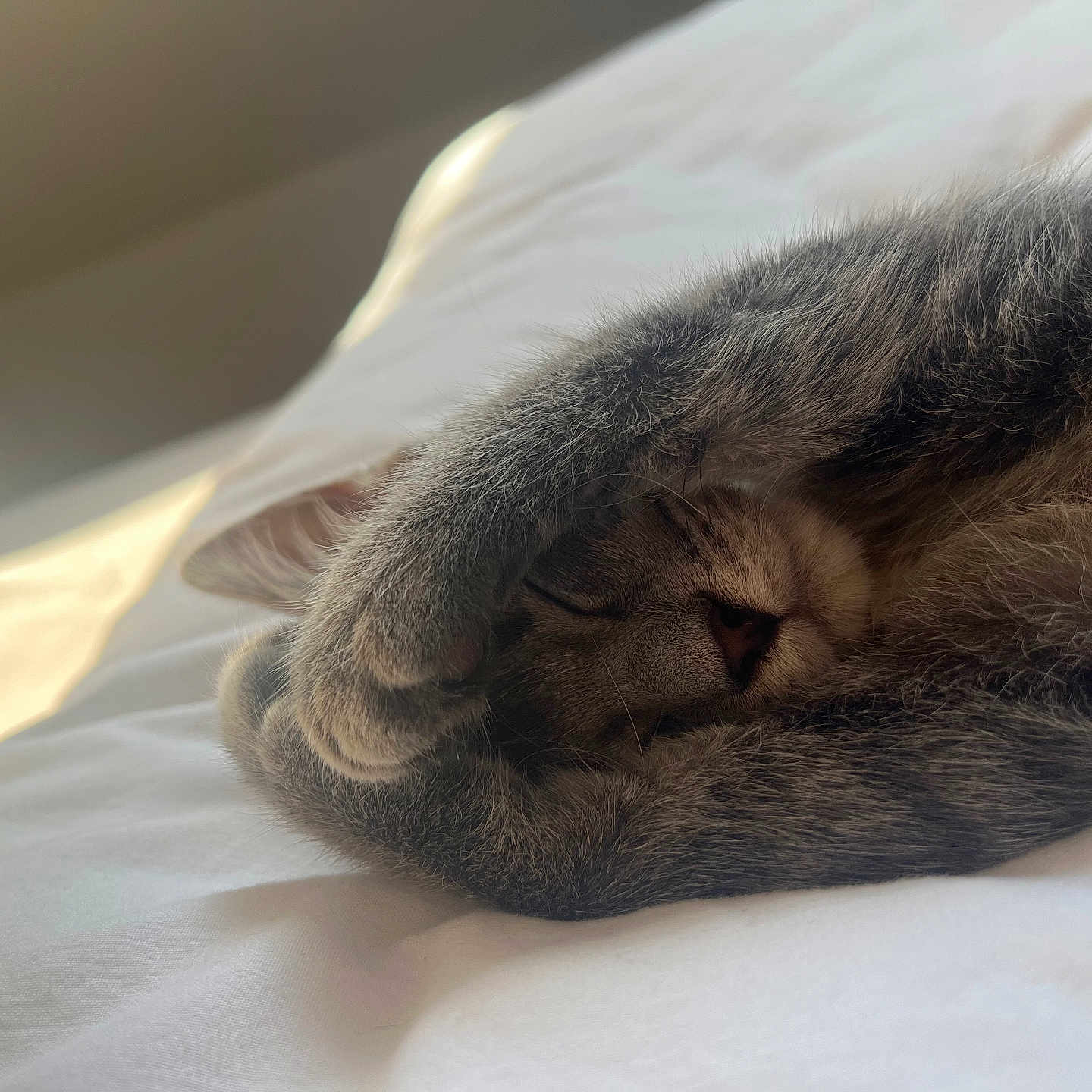 Xena a rejoint le concours — aidez-le/la à gagner de superbes lots ! animal, bed, cat, close_up, cozy, cute, feline, fur, indoor, napping, paw, peaceful, pet, relaxed, resting, sleeping, soft_light, tabby, whiskers, white_bed