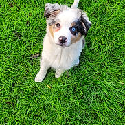 Aïka a rejoint le concours — aidez-le/la à gagner de superbes lots ! puppy, dog, grass, greenery, outdoor, cute, fluffy, heterochromia, eyes, pet, animal, nature, young, adorable, sitting, fur, nose, small, playful, looking_up