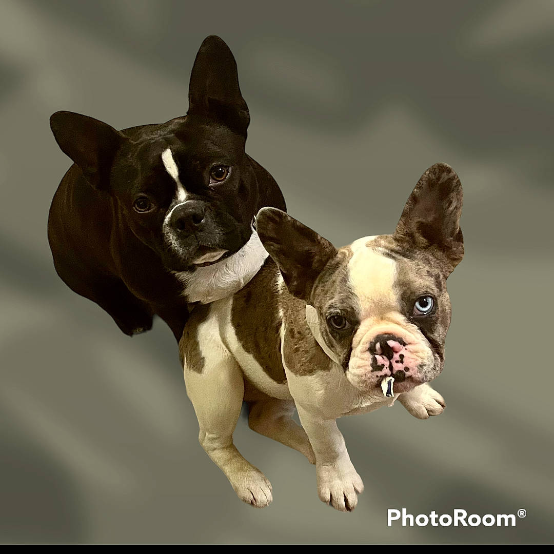 Ladybug And Skippy joined the competition — help win amazing prizes! ancient_dog_breeds, boston_terrier, bulldog, canidae, carnivore, collar, companion_dog, dog, dog_breed, dog_collar, ear, fawn, french_bulldog, non_sporting_group, snout, sporting_group, terrestrial_animal, toy_dog, whiskers, working_animal