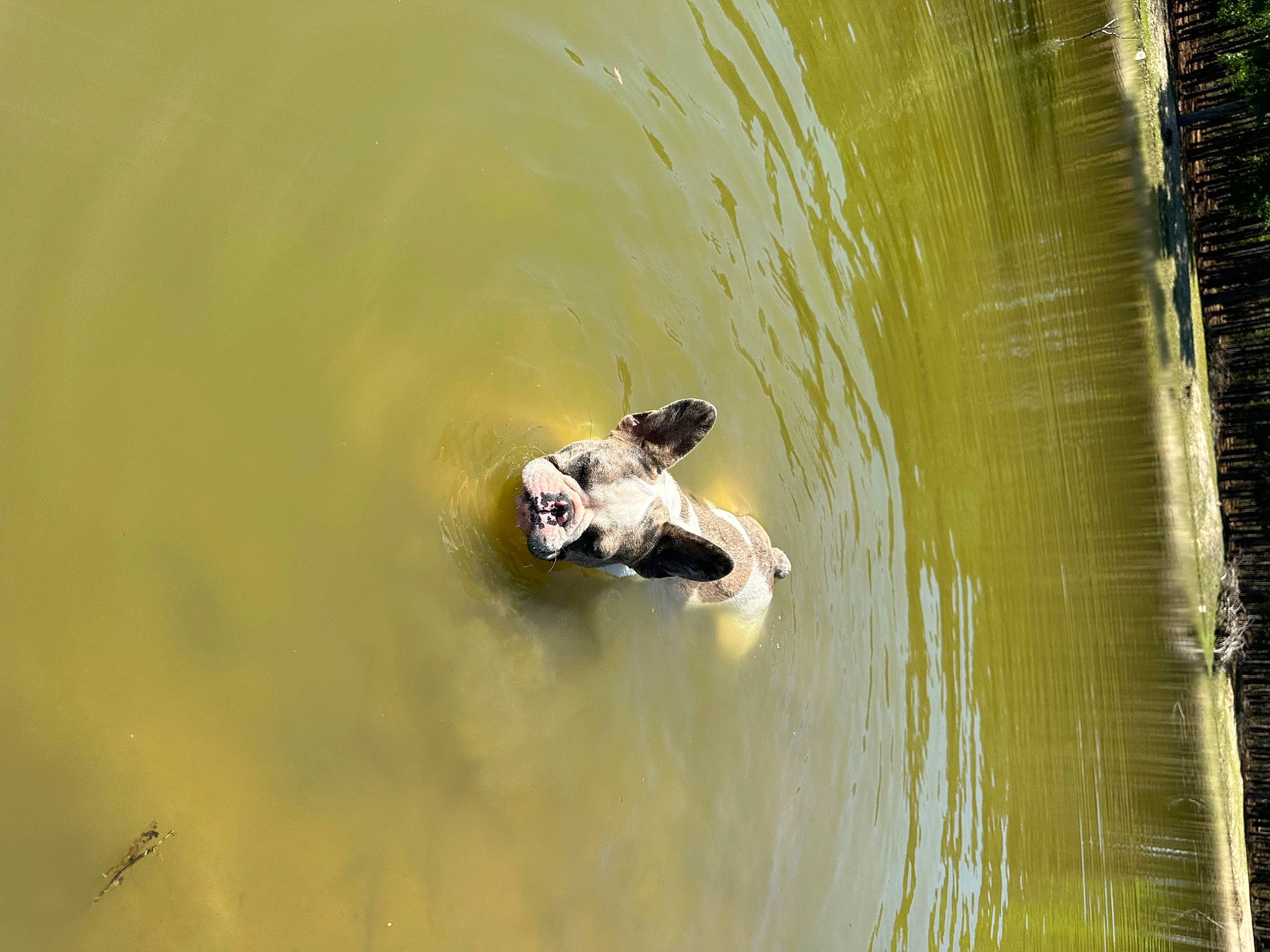 Ladybug joined the competition — help win amazing prizes! _geese_and_swans, beak, duck, ducks, fowl, grass, lake, landscape, liquid, plant, pond, recreation, reflection, reservoir, tree, water, water_bird, waterfowl, wave, wetland