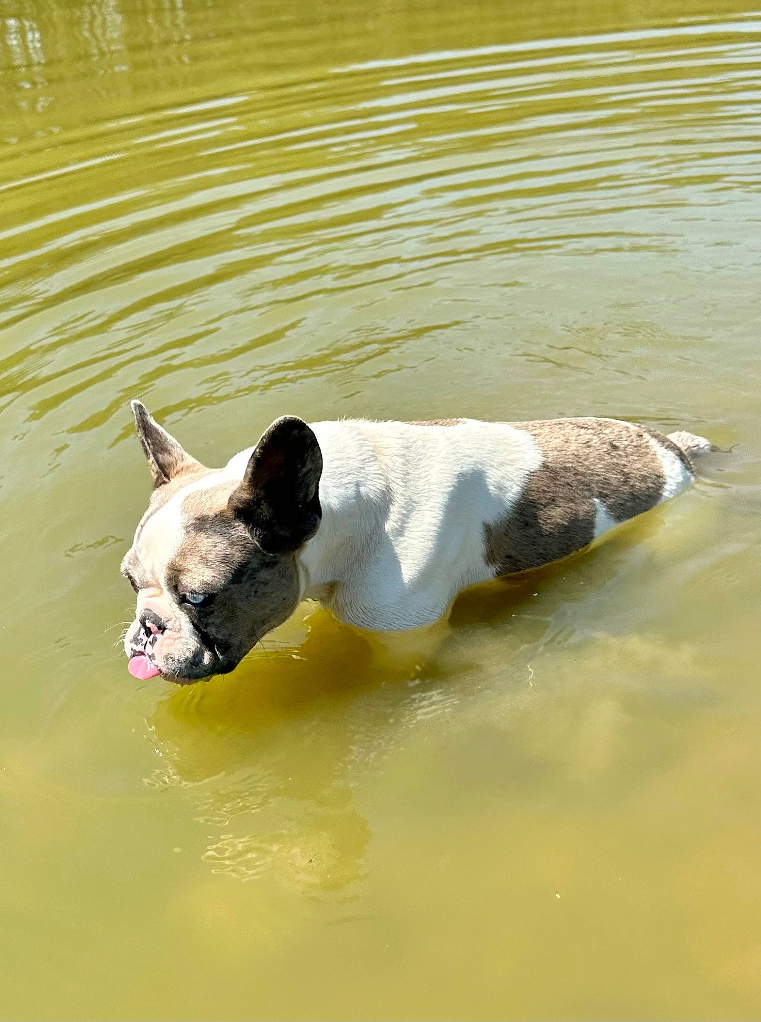Ladybug is registered to the contest to win money with this photo: canidae, carnivore, collar, companion_dog, dog, dog_breed, dog_collar, fawn, grass, lake, liquid, non_sporting_group, reflection, snout, sporting_group, tail, water, wildlife, working_animal, working_dog