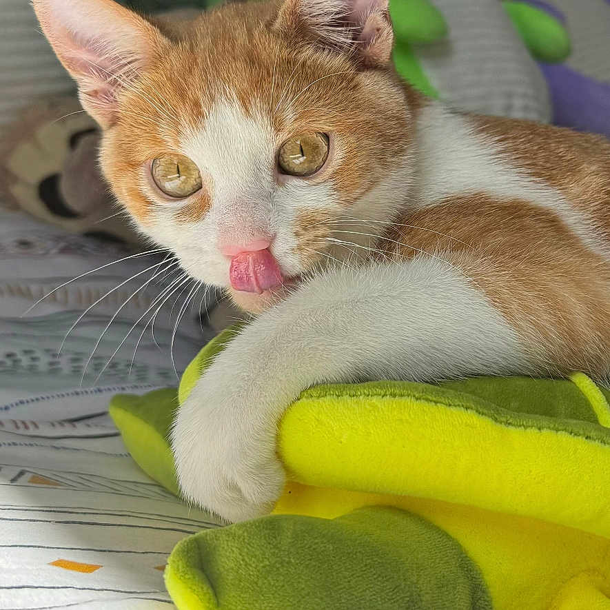Toulouse participe au concours pour gagner de l'argent avec cette photo : animal, bed, cat, closeup, cozy, cute, domestic_cat, fur, indoor, licking, orange_cat, paw, pet, playful, plush_toy, relaxed, soft_light, stuffed_animal, whiskers, white_cat