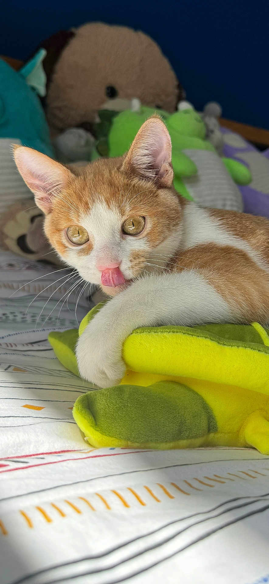 Toulouse participe au concours pour gagner de l'argent avec cette photo : cat, orange_cat, white_cat, pet, animal, bed, plush_toy, stuffed_animal, indoor, cozy, playful, paw, licking, fur, whiskers, cute, relaxed, soft_light, closeup, domestic_cat