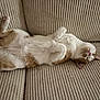 cat, feline, pet, animal, relaxed, lying_down, couch, furniture, indoor, white, brown, fur, cute, sleeping, cozy, paw, whiskers, resting, domestic, tabby