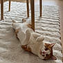 cat, orange_and_white_cat, fluffy_rug, wooden_table, indoor, floor, curious, pet, animal, relaxed, playful, paws, fur, ears, whiskers, home, cozy, natural_light, window, curtains