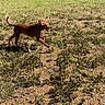 dog, running, grass, outdoor, nature, field, sunlight, brown_dog, animal, energetic, trees, daylight, happy, pet, canine, playful, ground, open_space, sunny, motion