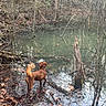 Reba joined the competition — help win amazing prizes! dog, pond, water, forest, trees, leaves, autumn, mud, nature, outdoor, animal, canine, bark, wilderness, reflection, bare_branches, ground, seasonal, dog_tail, quiet