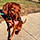 Reba