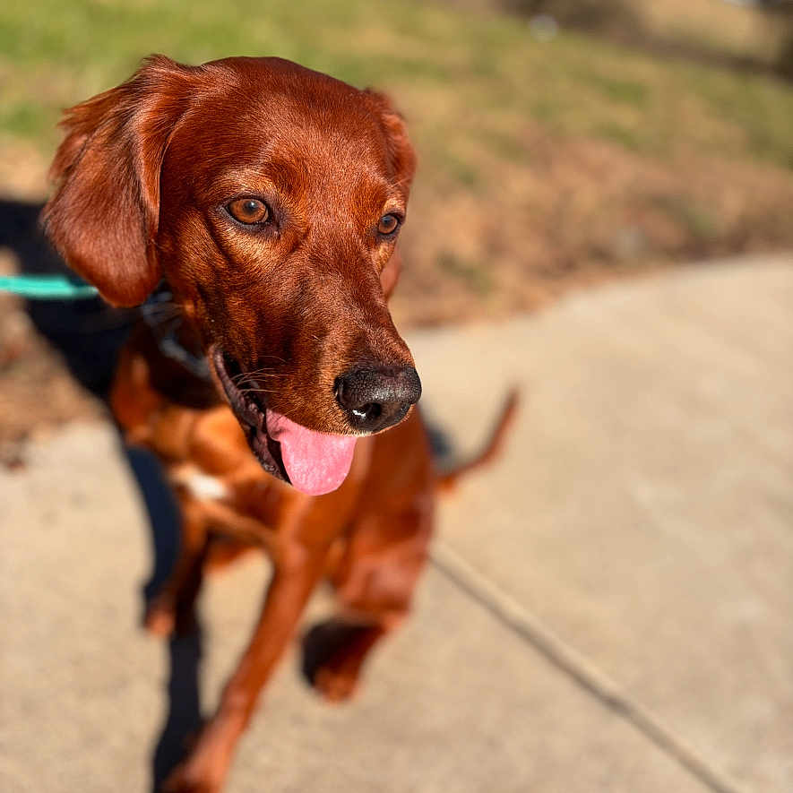Reba joined the competition — help win amazing prizes! dog, canine, pet, outdoor, sunlight, sidewalk, grass, playful, tongue_out, reddish_brown, happy, curious, leash, domestic_animal, nature, daytime, animal, mammal, sitting, background_blur