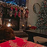 dog, blanket, fireplace, stockings, christmas_tree, christmas_lights, decorations, television, living_room, holiday, cozy, home, furniture, table, mirror, candle, basket, floor, warm_light, sleeping_dog