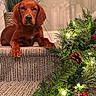 Reba joined the competition — help win amazing prizes! dog, carpet, stair, plant, greenery, pinecone, holiday_decor, lights, festive, indoor, pet, canine, calm, brown_dog, decorations, red_berries, closeup, relaxing, home, fur