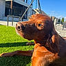 dog, outdoor, grass, sunlight, house, blue_sky, pet, canine, relaxed, daytime, mammal, fur, animal, nature, portrait, looking_away, sunny, backyard, domestic_animal, leisure