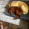 dog, pet, sleeping, resting, brown_dog, tan_dog, dog_bed, rug, wooden_floor, indoor, animal, companion, curled_up, cozy, nap, collar, fur, relax, home, domestic