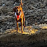 dog, bandana, rock, water, outdoor, animal, sunlight, reflection, nature, pet, canine, standing, rocky_terrain, daylight, fur, tail, playful, landscape, adventure, wild