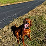 dog, outdoor, grass, road, sunlight, tongue_out, happy, canine, nature, pavement, collar, pet, animal, daylight, playful, brown_dog, sitting, field, trees, rural