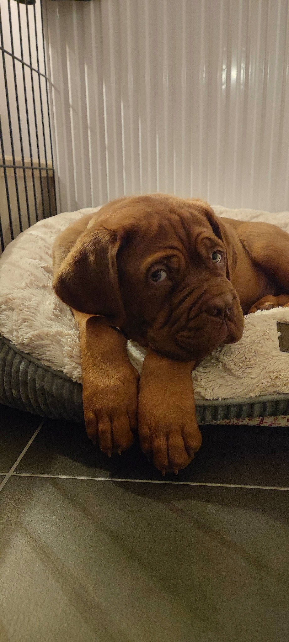 Urus a rejoint le concours — aidez-le/la à gagner de superbes lots ! bored, canidae, carnivore, comfort, companion_dog, dog, dog_breed, dog_collar, dog_supply, fawn, flooring, fur, hardwood, liver, snout, sporting_group, wood, working_animal, working_dog, wrinkle