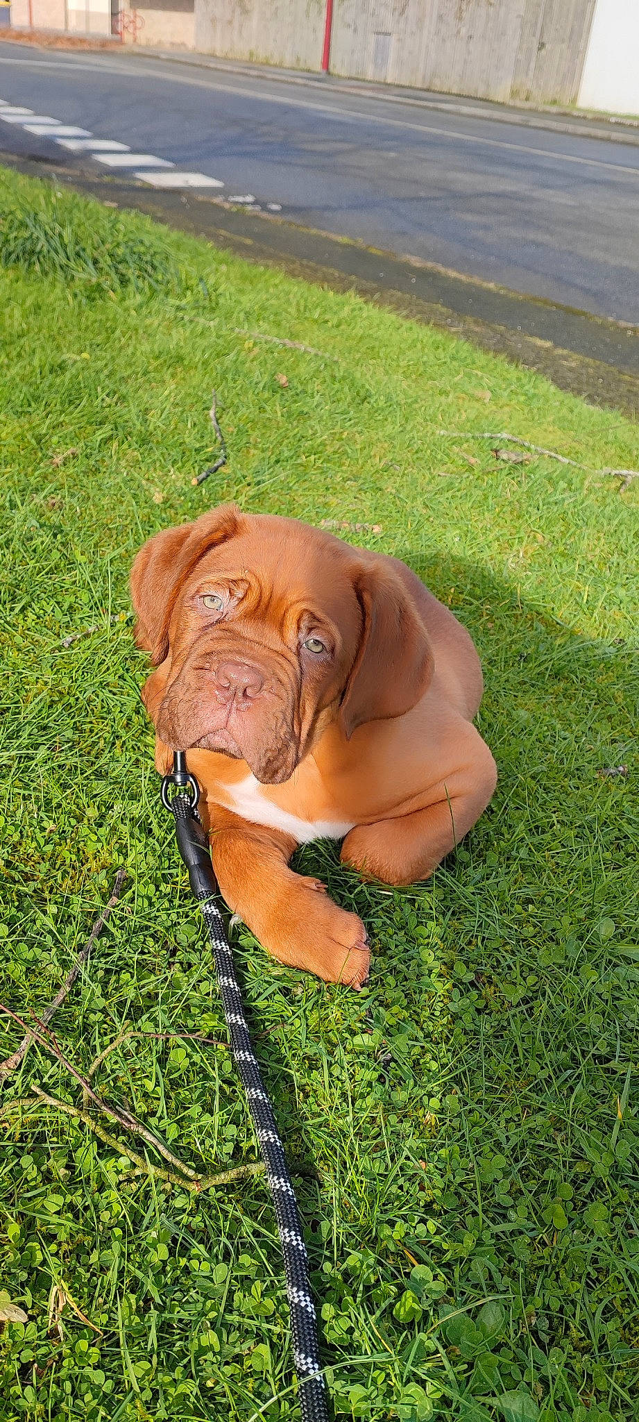 Urus participe au concours pour gagner de l'argent avec cette photo : art, canidae, carnivore, collar, companion_dog, dog, dog_breed, dog_collar, dogue_de_bordeaux, fawn, grass, liver, molosser, pet_supply, plant, snout, sporting_group, terrestrial_animal, working_animal, wrinkle