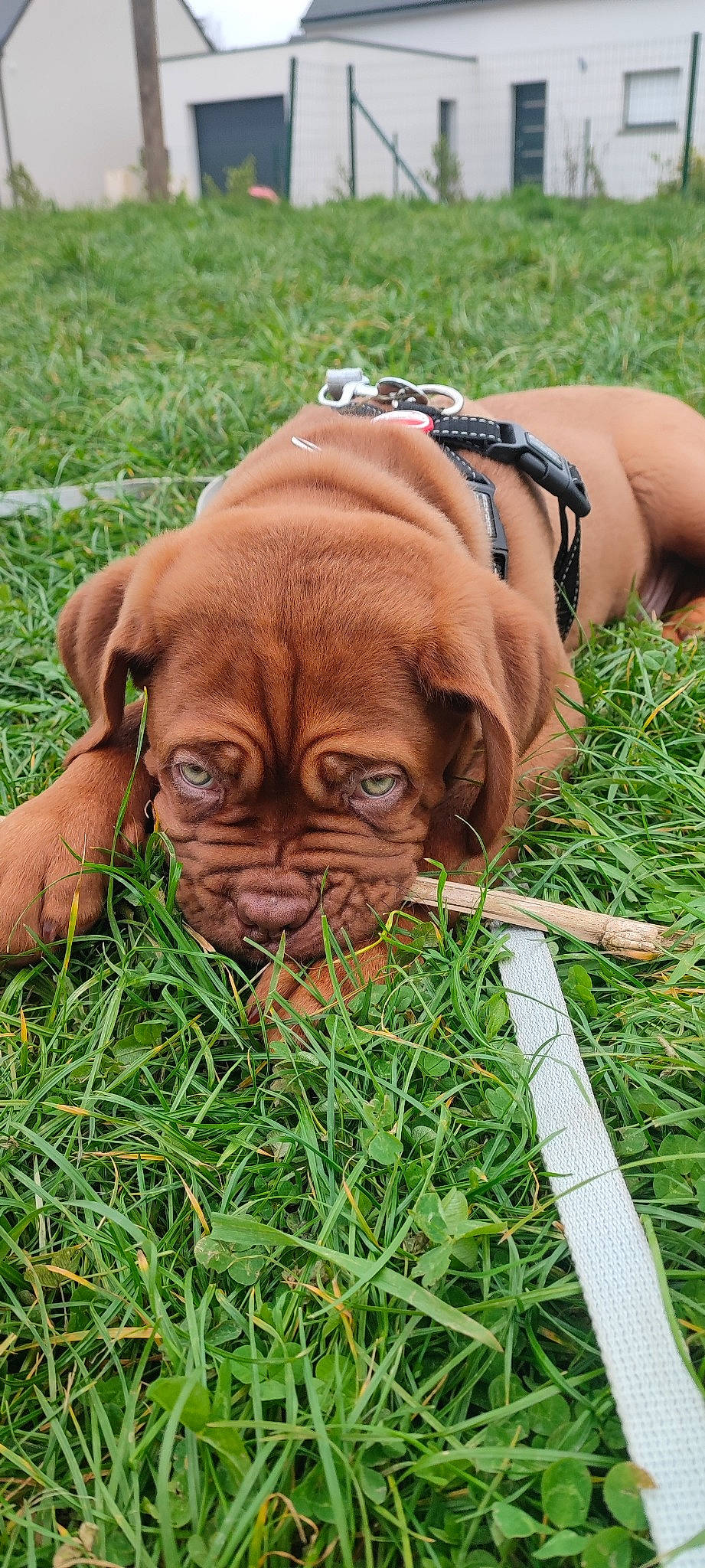 Urus participe au concours pour gagner de l'argent avec cette photo : canidae, carnivore, companion_dog, dog, dog_breed, dog_collar, fawn, grass, grassland, liver, mammal, plant, snout, soil, sporting_group, terrestrial_animal, vertebrate, wildlife, working_animal, wrinkle