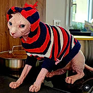 Anubis a rejoint le concours — aidez-le/la à gagner de superbes lots ! sphynx_cat, cat, hairless_cat, striped_hoodie, clothing, indoor, kitchen, countertop, curious, pet, animal, feline, pink_skin, wrinkled_skin, large_eyes, window, pot, stove, cozy, domestic