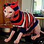 sphynx_cat, cat, hairless_cat, striped_hoodie, clothing, indoor, kitchen, countertop, curious, pet, animal, feline, pink_skin, wrinkled_skin, large_eyes, window, pot, stove, cozy, domestic