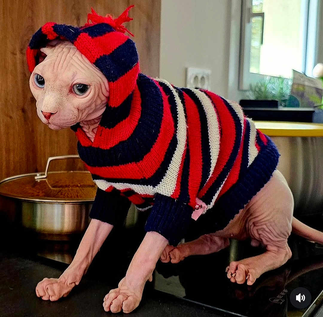 Anubis a rejoint le concours — aidez-le/la à gagner de superbes lots ! sphynx_cat, cat, hairless_cat, striped_hoodie, clothing, indoor, kitchen, countertop, curious, pet, animal, feline, pink_skin, wrinkled_skin, large_eyes, window, pot, stove, cozy, domestic