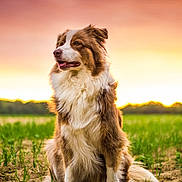 Iso a rejoint le concours — aidez-le/la à gagner de superbes lots ! dog, sunset, outdoor, grass, field, animal, fluffy, brown, white, nature, canine, pet, sitting, sky, landscape, sunlight, fur, looking_away, peaceful, rural