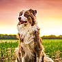 dog, sunset, outdoor, grass, field, animal, fluffy, brown, white, nature, canine, pet, sitting, sky, landscape, sunlight, fur, looking_away, peaceful, rural