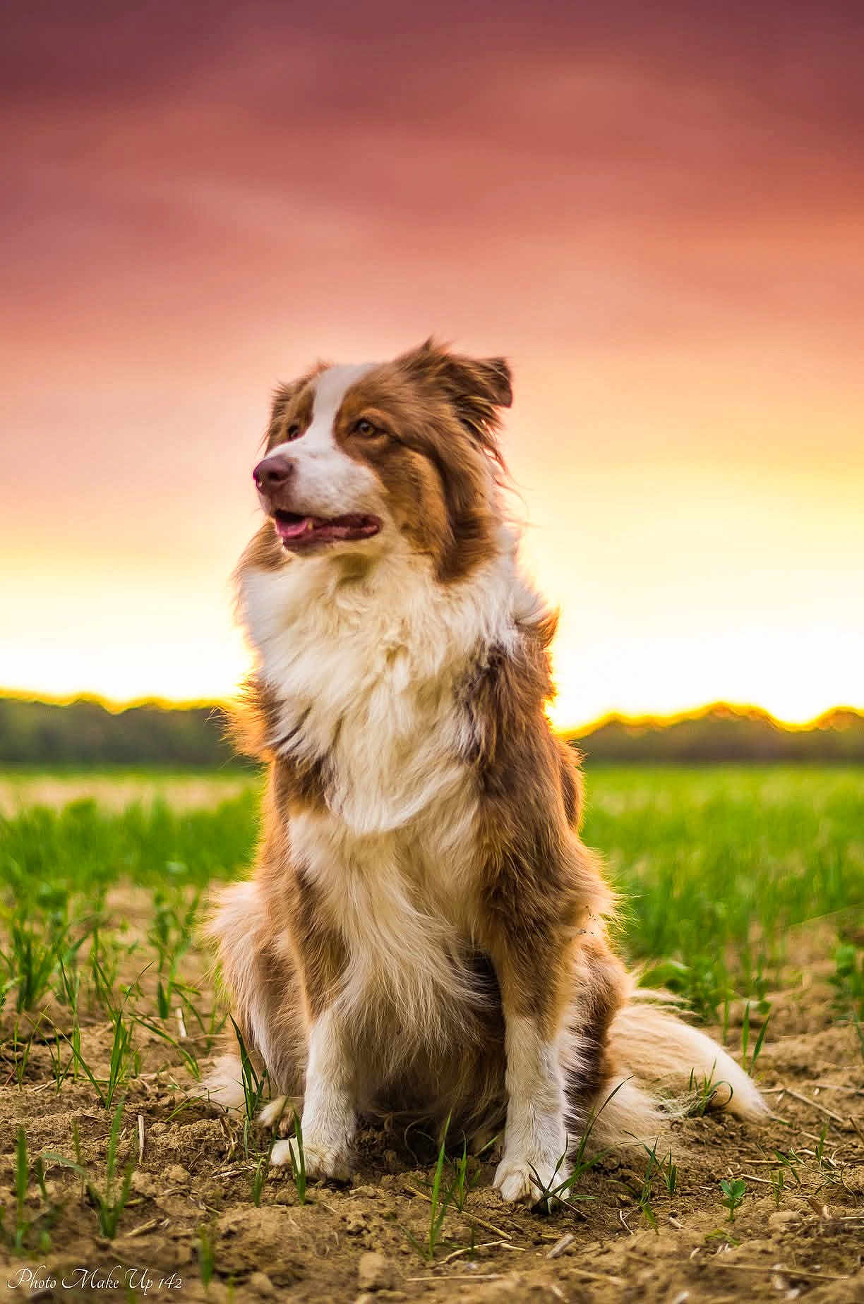 Iso a rejoint le concours — aidez-le/la à gagner de superbes lots ! dog, sunset, outdoor, grass, field, animal, fluffy, brown, white, nature, canine, pet, sitting, sky, landscape, sunlight, fur, looking_away, peaceful, rural